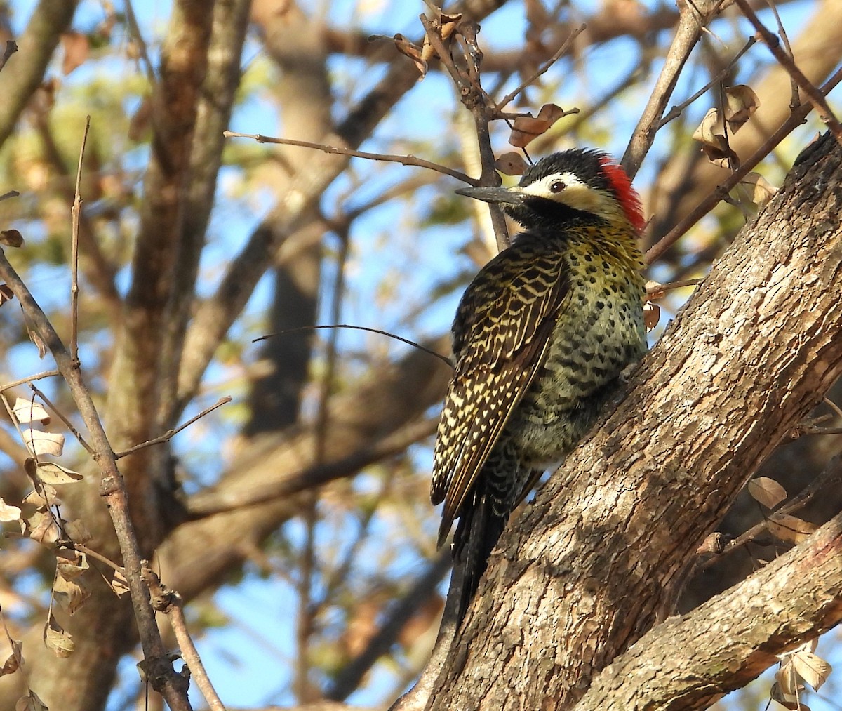 Green-barred Woodpecker - ML623291658