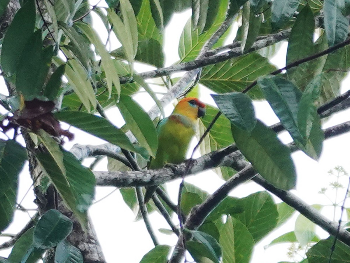 Large Fig-Parrot - ML623291675