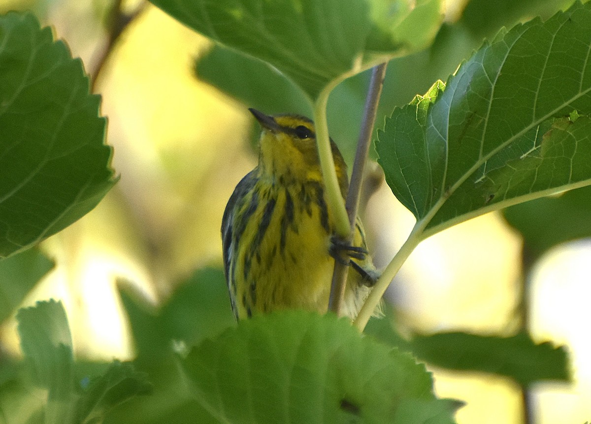 Cape May Warbler - ML623291713