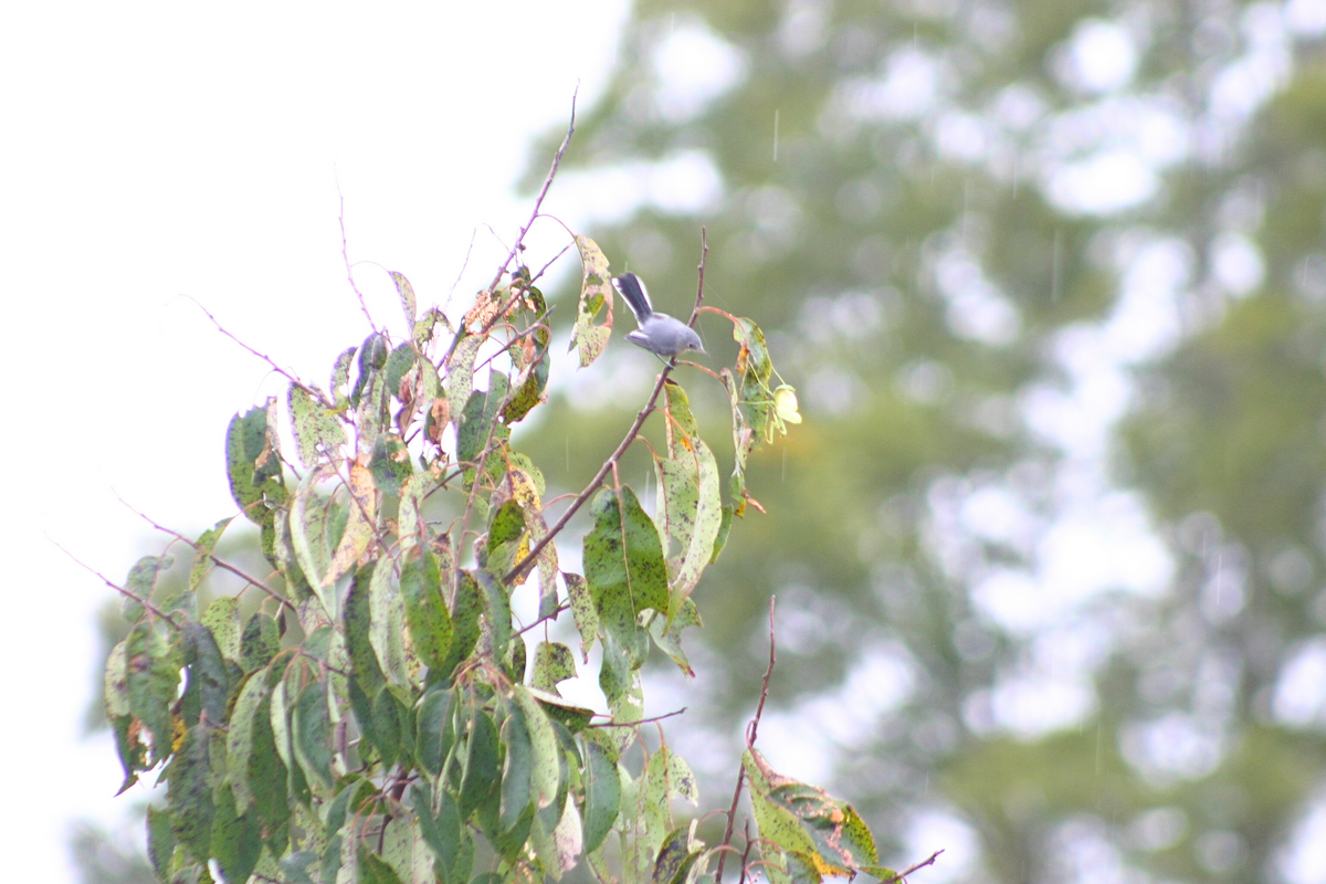 Blue-gray Gnatcatcher - ML623291761