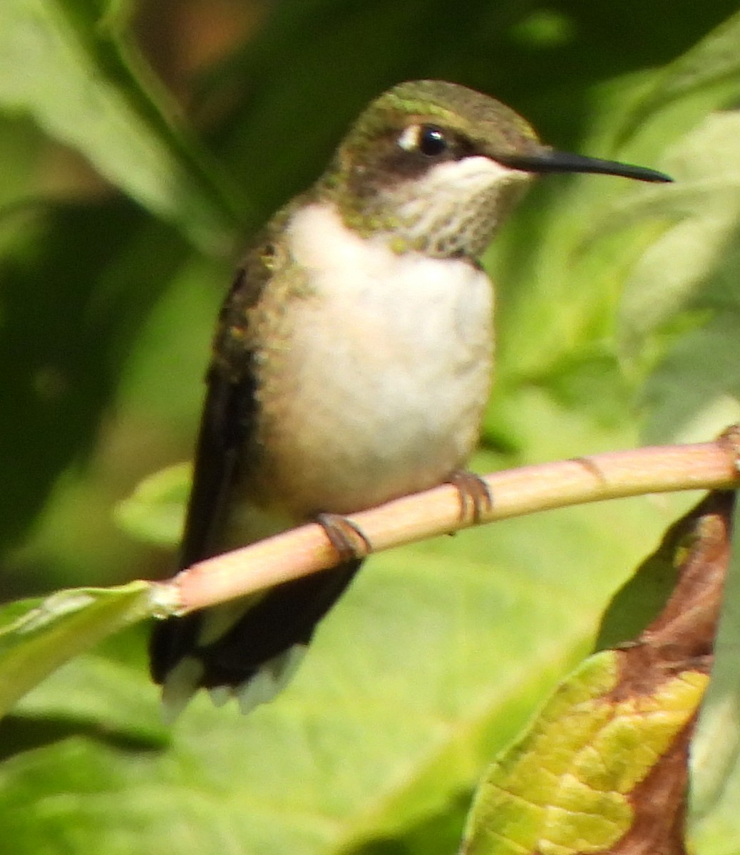 Colibrí Gorjirrubí - ML623291784