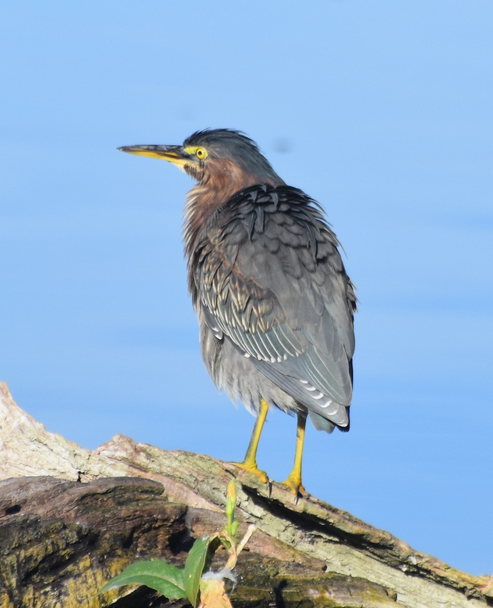 Green Heron - ML623291785