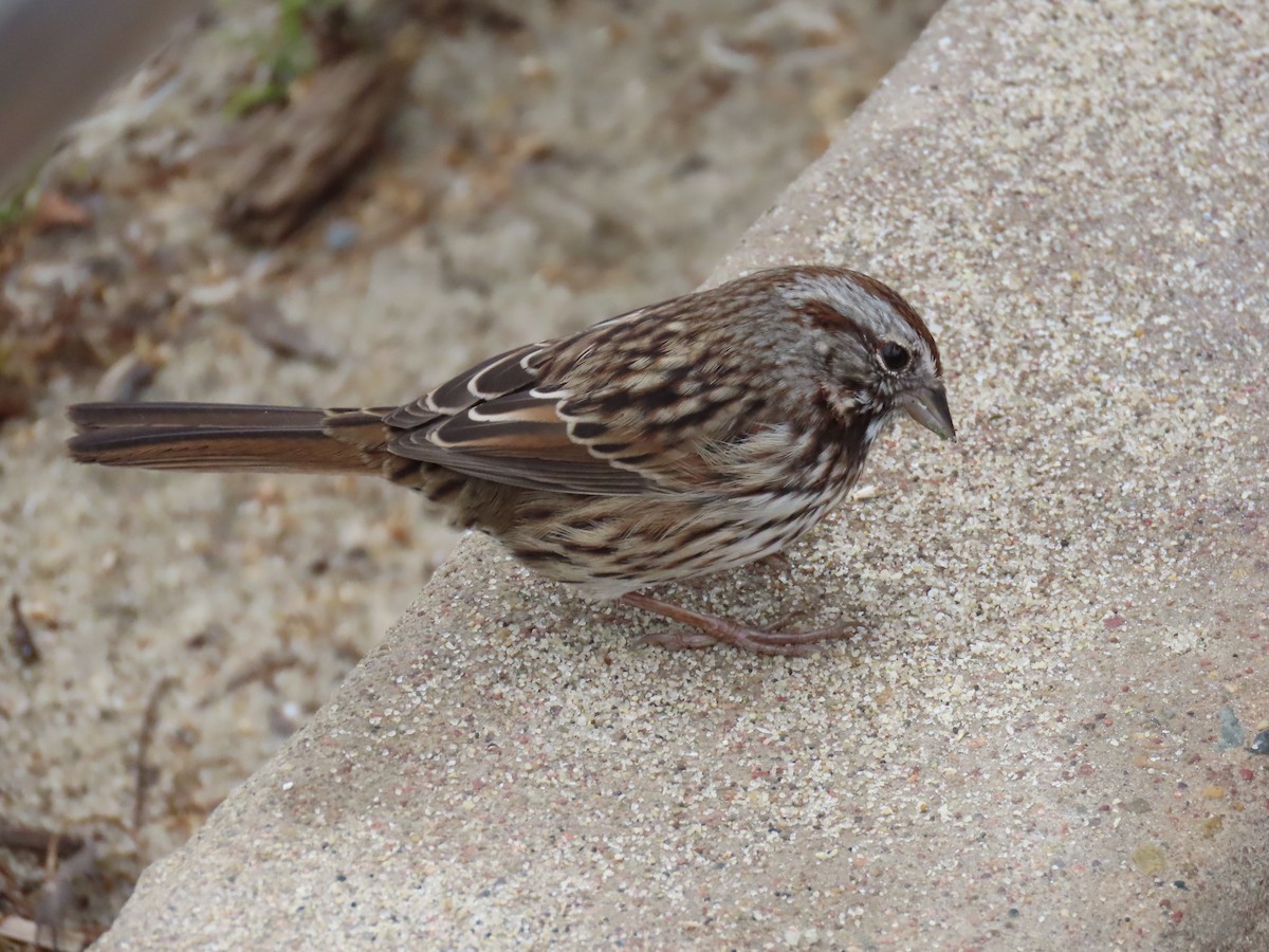 Song Sparrow - ML623291828