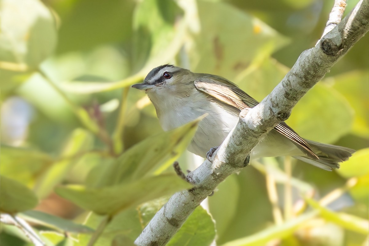 Red-eyed Vireo - ML623291841