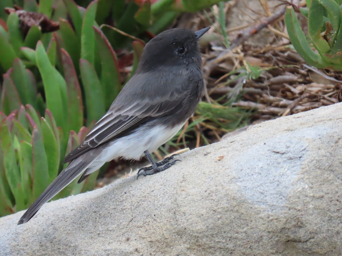 Black Phoebe - ML623291844