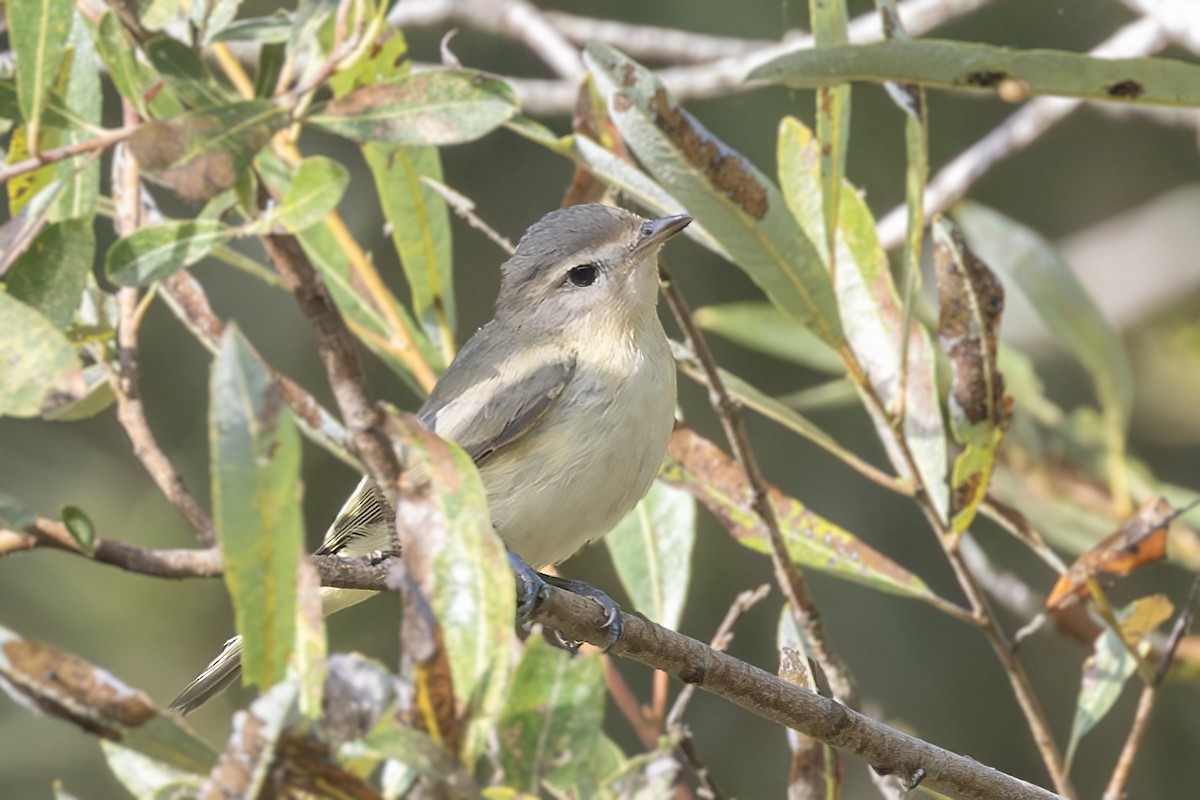 sangvireo - ML623291850