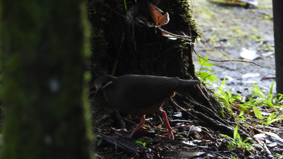 Olive-backed Quail-Dove - ML623291873