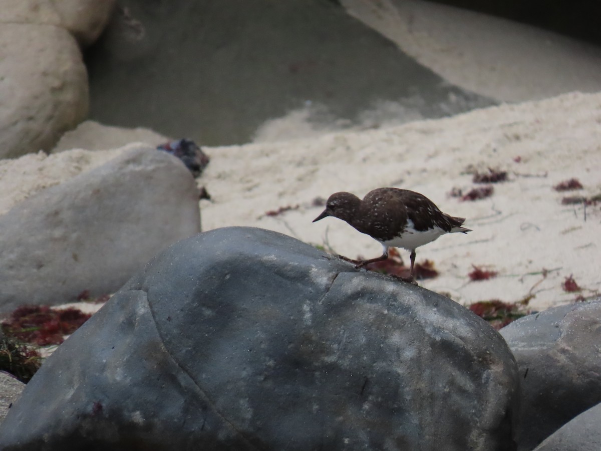 Black Turnstone - ML623291879