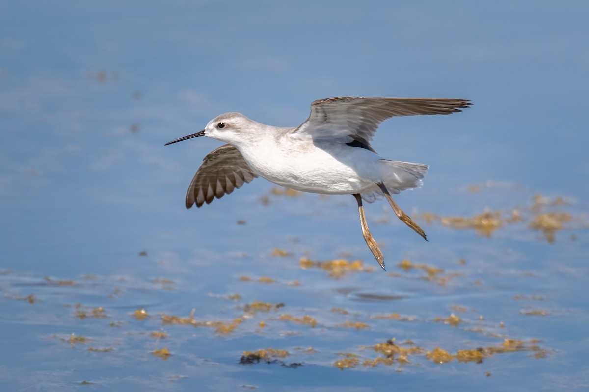 Wilson's Phalarope - ML623291885