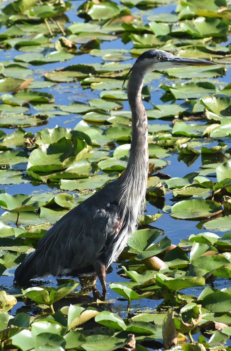 Great Blue Heron - ML623291887