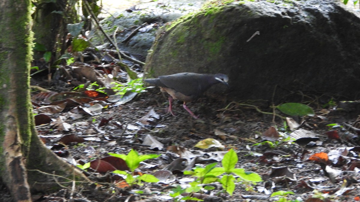 Olive-backed Quail-Dove - ML623291893