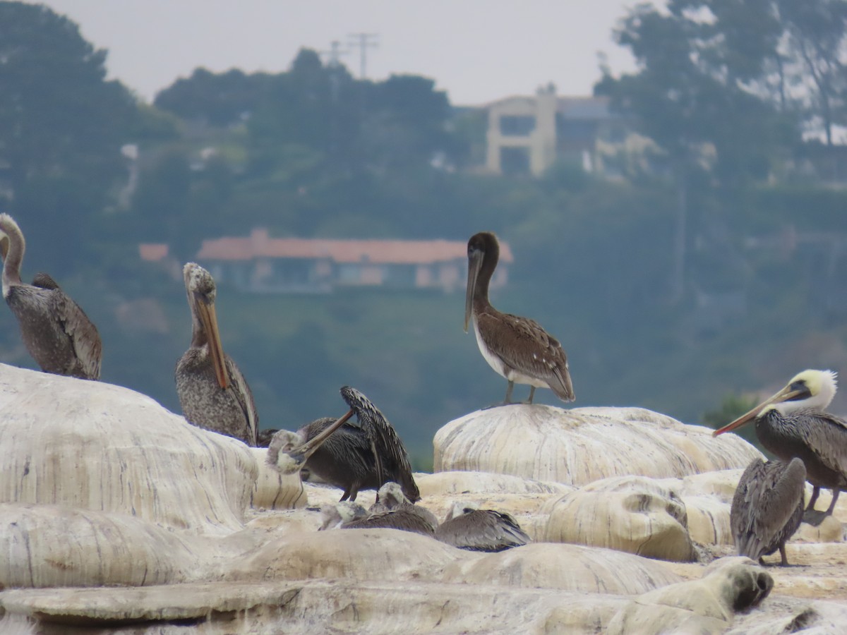 Brown Pelican - ML623291915