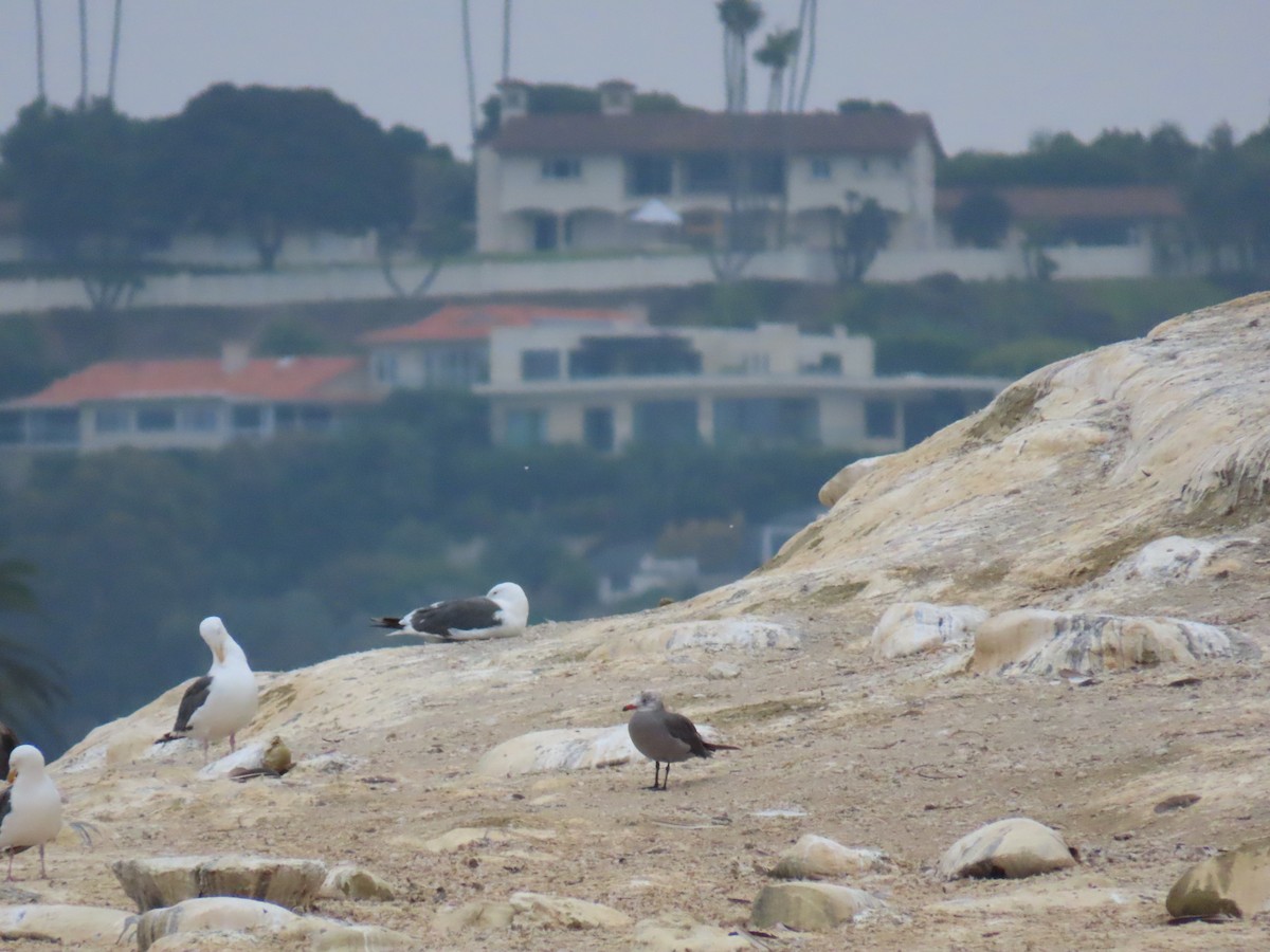 Heermann's Gull - ML623291939