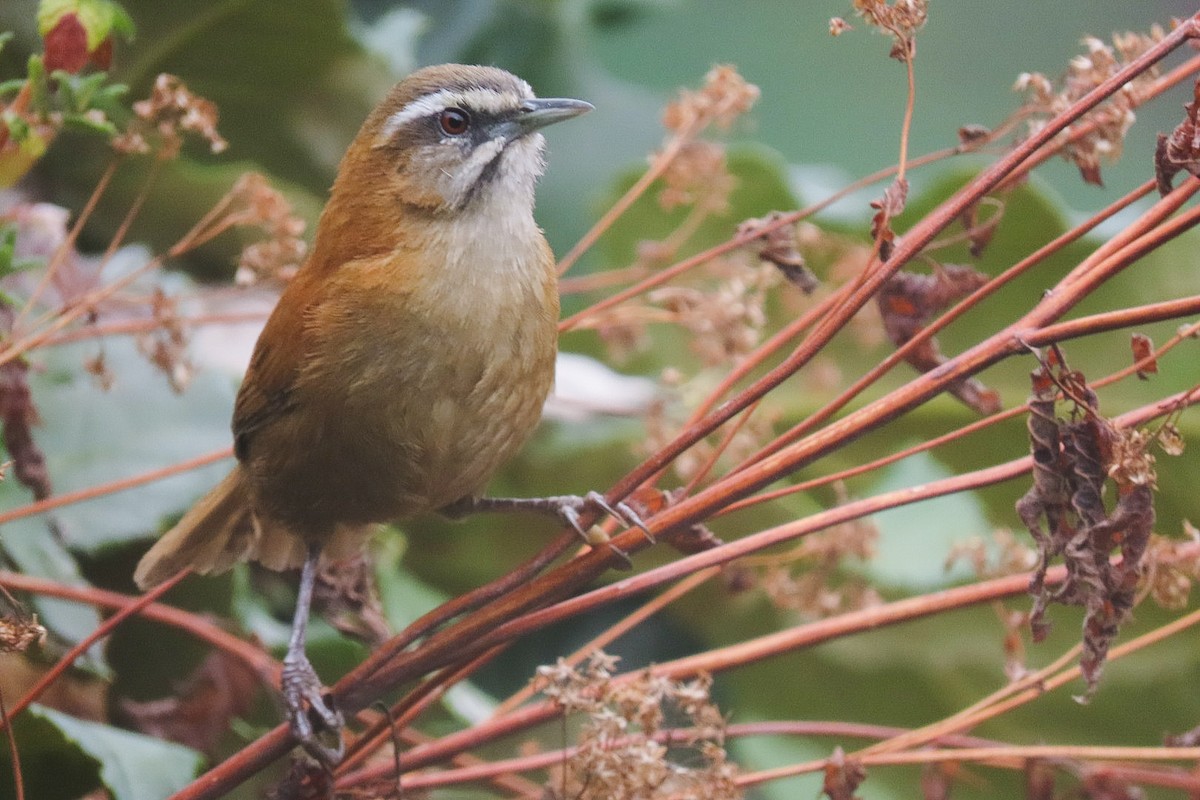 Plain-tailed Wren - ML623291961