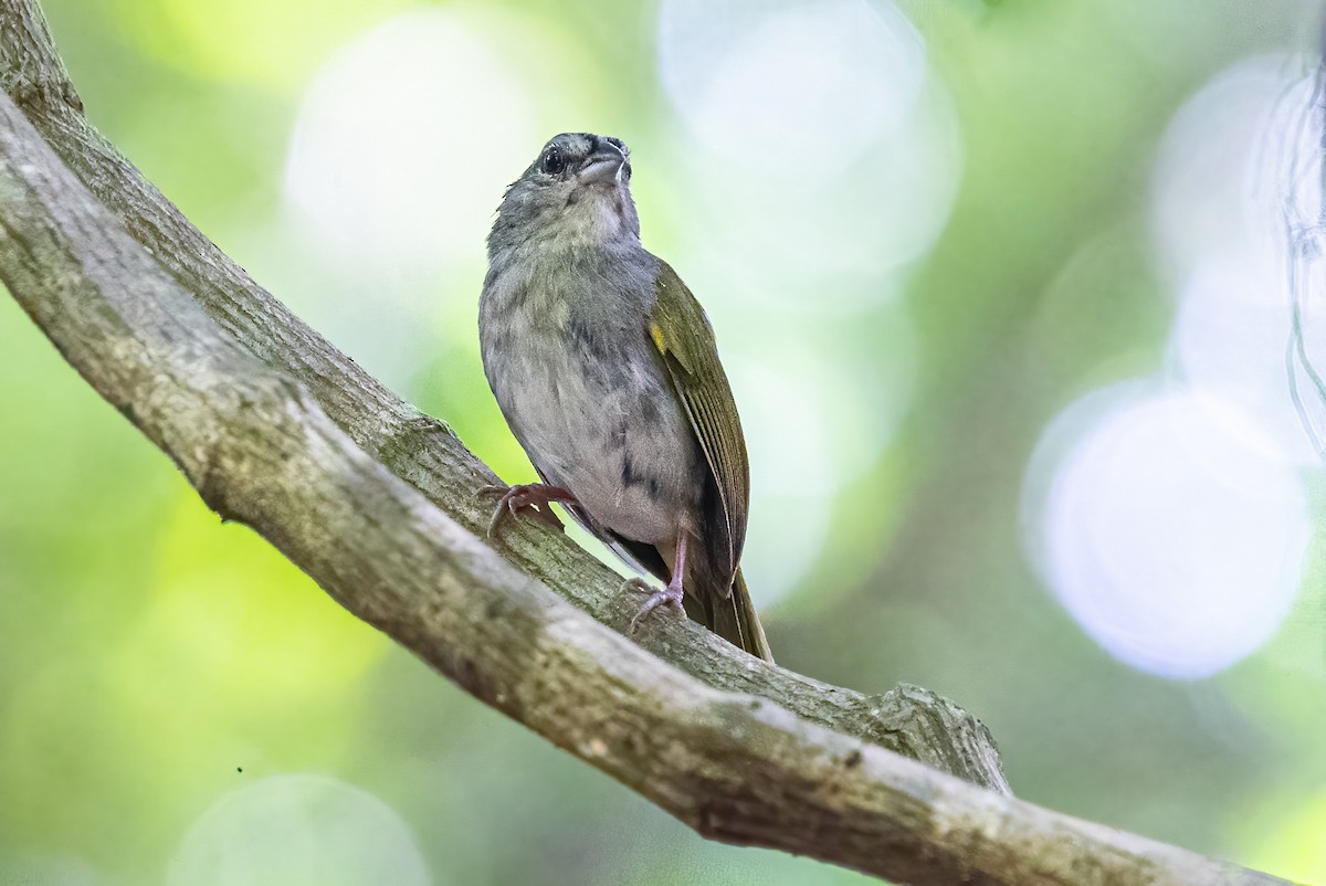 Green-backed Sparrow - ML623291971