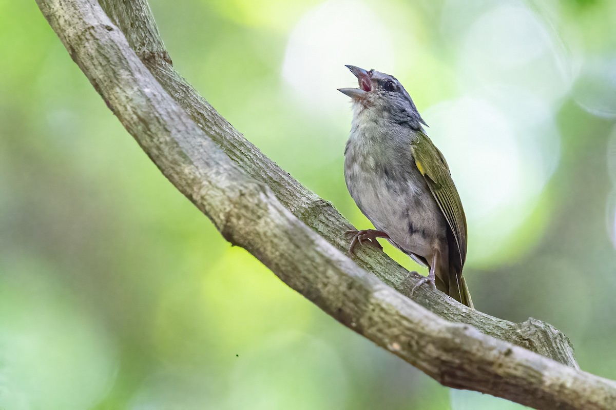 Green-backed Sparrow - ML623291973