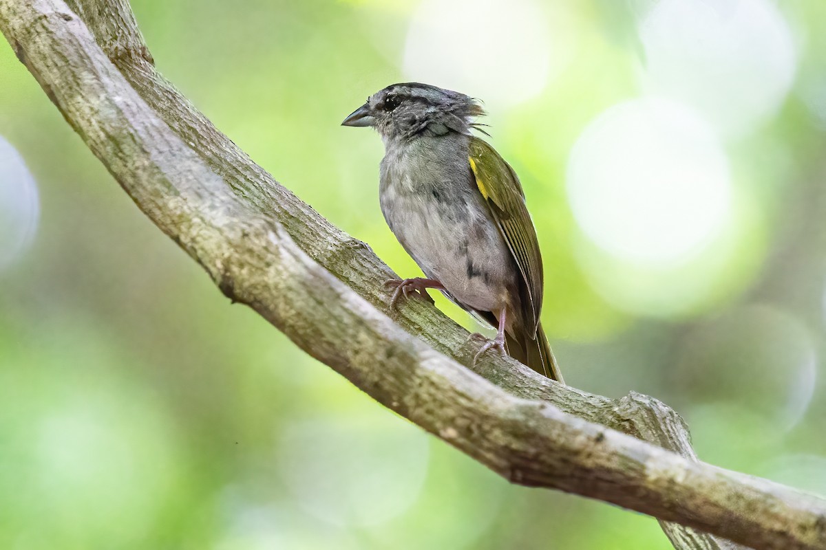 Green-backed Sparrow - ML623291975