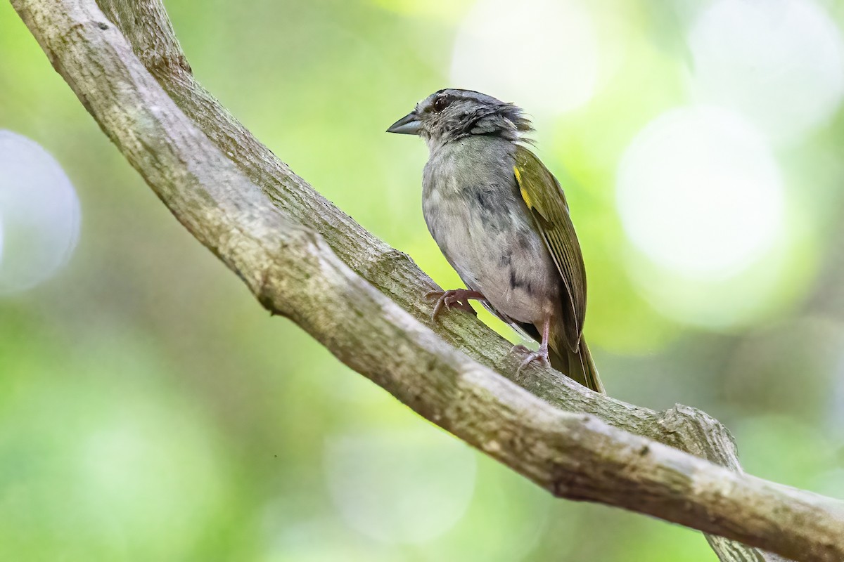 Green-backed Sparrow - ML623291976