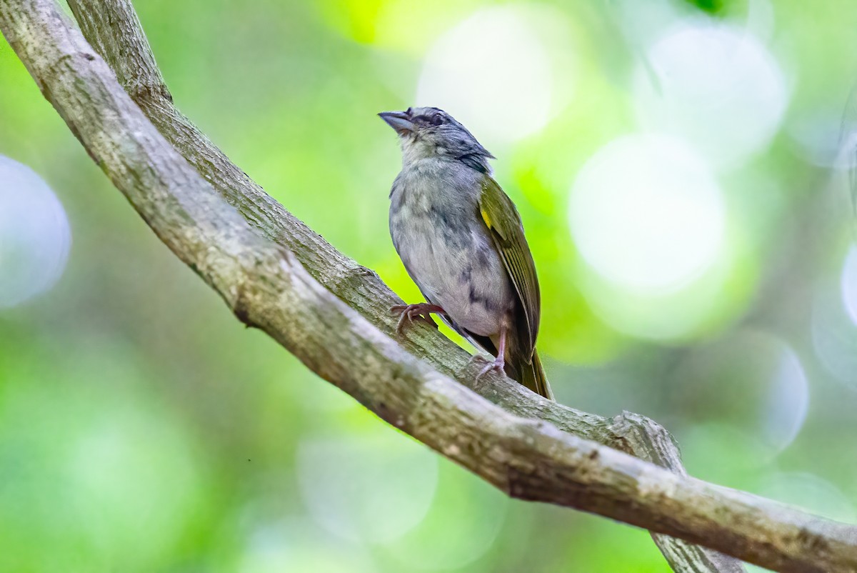 Green-backed Sparrow - ML623291978