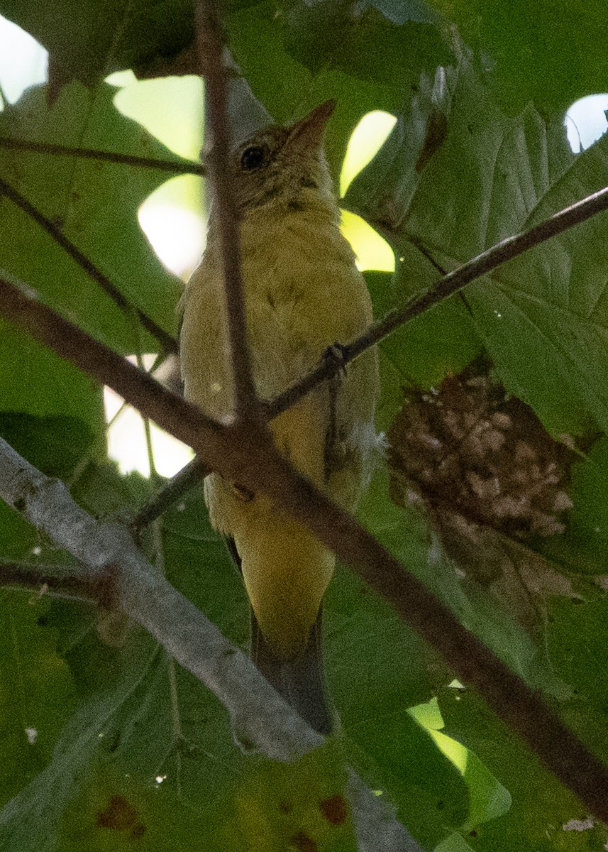 Scarlet Tanager - ML623291995