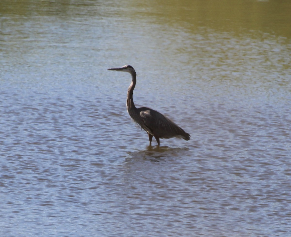 Great Blue Heron - ML623292023