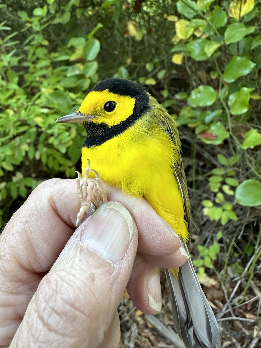 Hooded Warbler - ML623292029