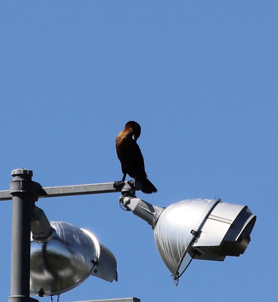 Double-crested Cormorant - ML623292032