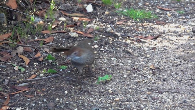 Rufous Bristlebird - ML623292034