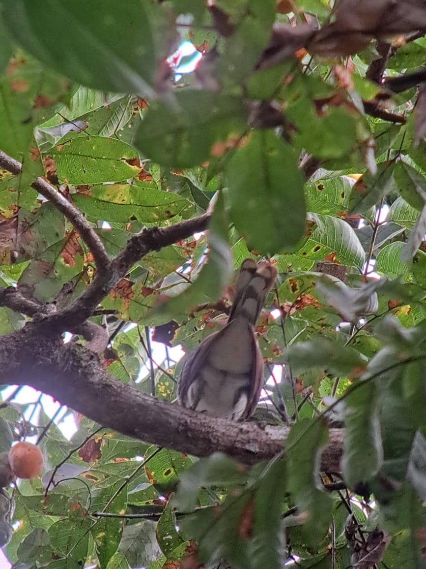 Yellow-billed Cuckoo - ML623292045