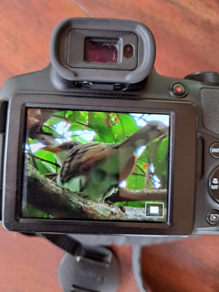 Yellow-billed Cuckoo - ML623292047