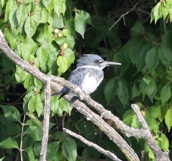 Belted Kingfisher - ML623292093