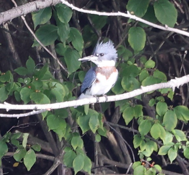 Belted Kingfisher - ML623292094