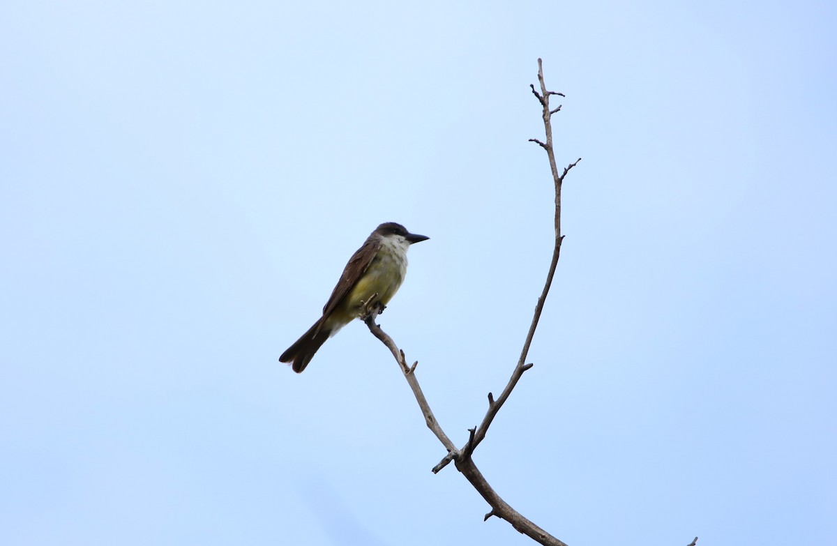 Thick-billed Kingbird - ML623292111