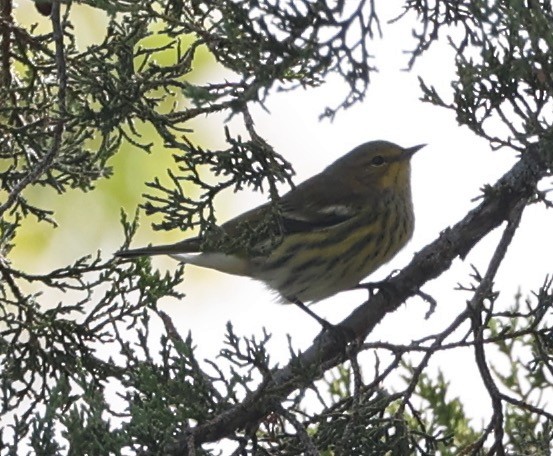 Cape May Warbler - ML623292118