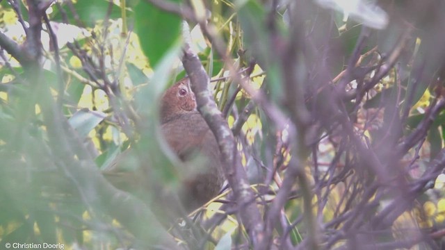 Rufous Bristlebird - ML623292125