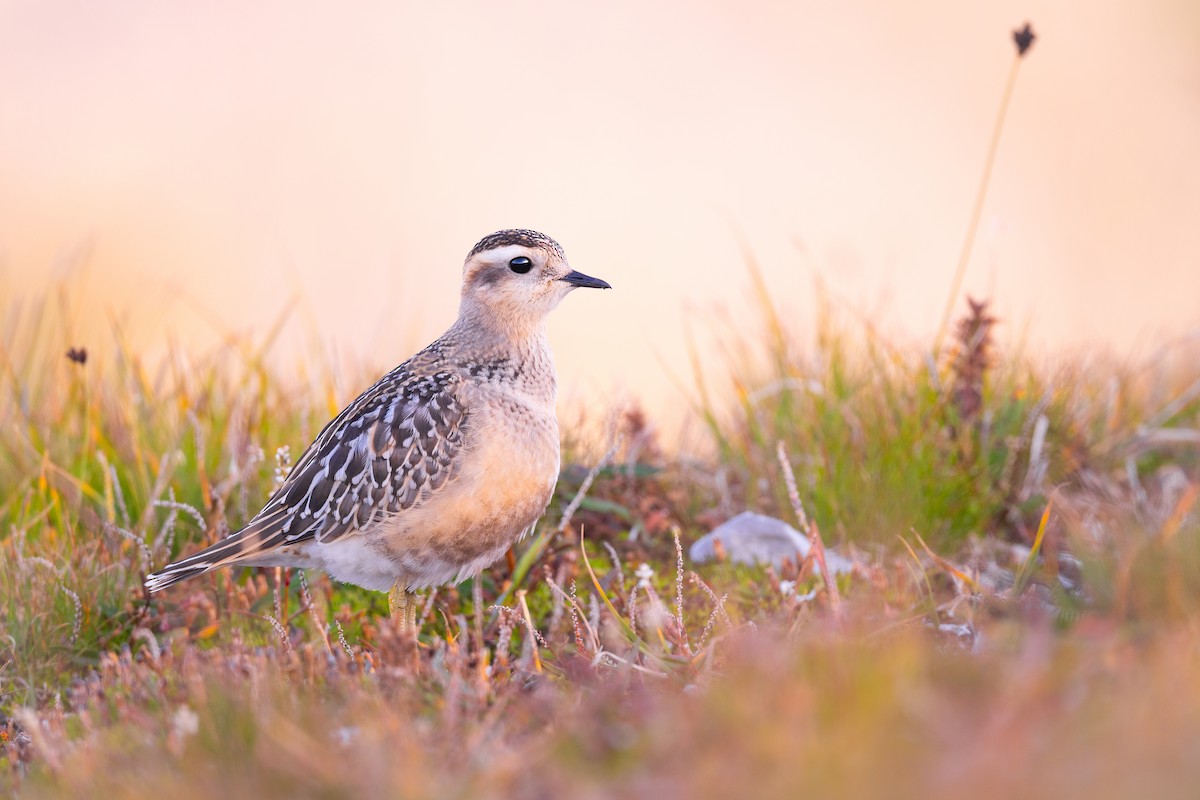 Eurasian Dotterel - ML623292163