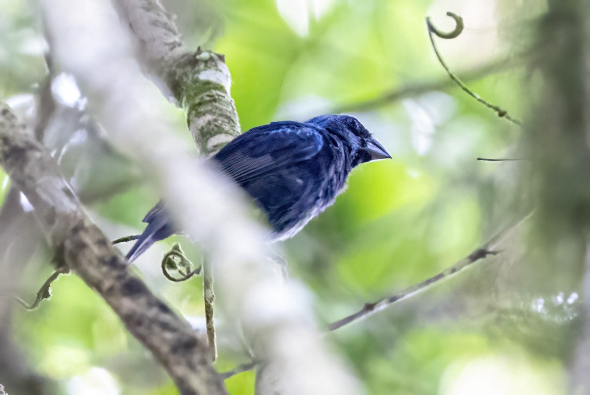 Blue Bunting - ML623292191