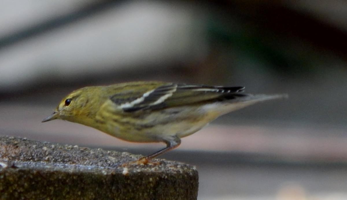 Blackpoll Warbler - ML623292228