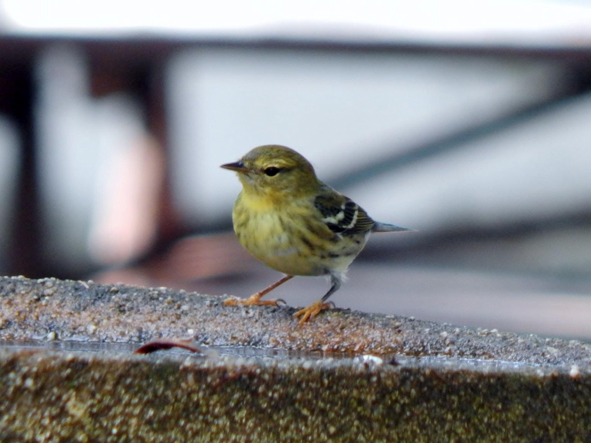 Blackpoll Warbler - ML623292229