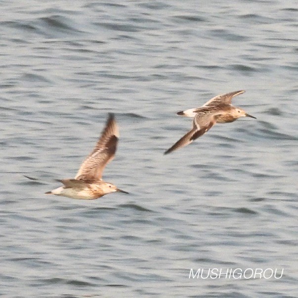 Great Knot - ML623292343