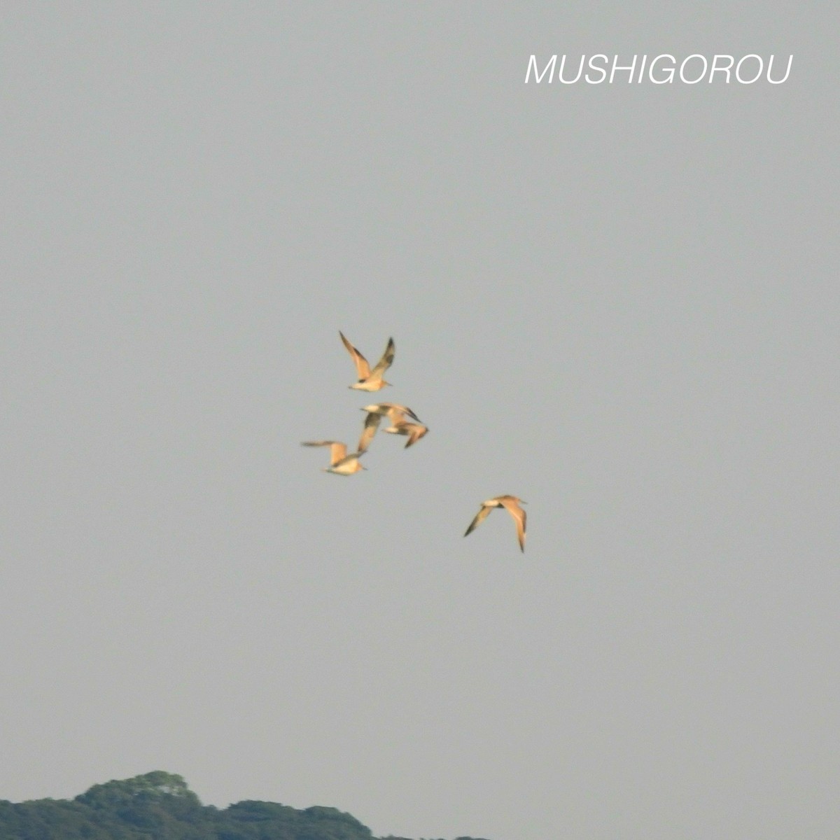 Great Knot - ML623292344