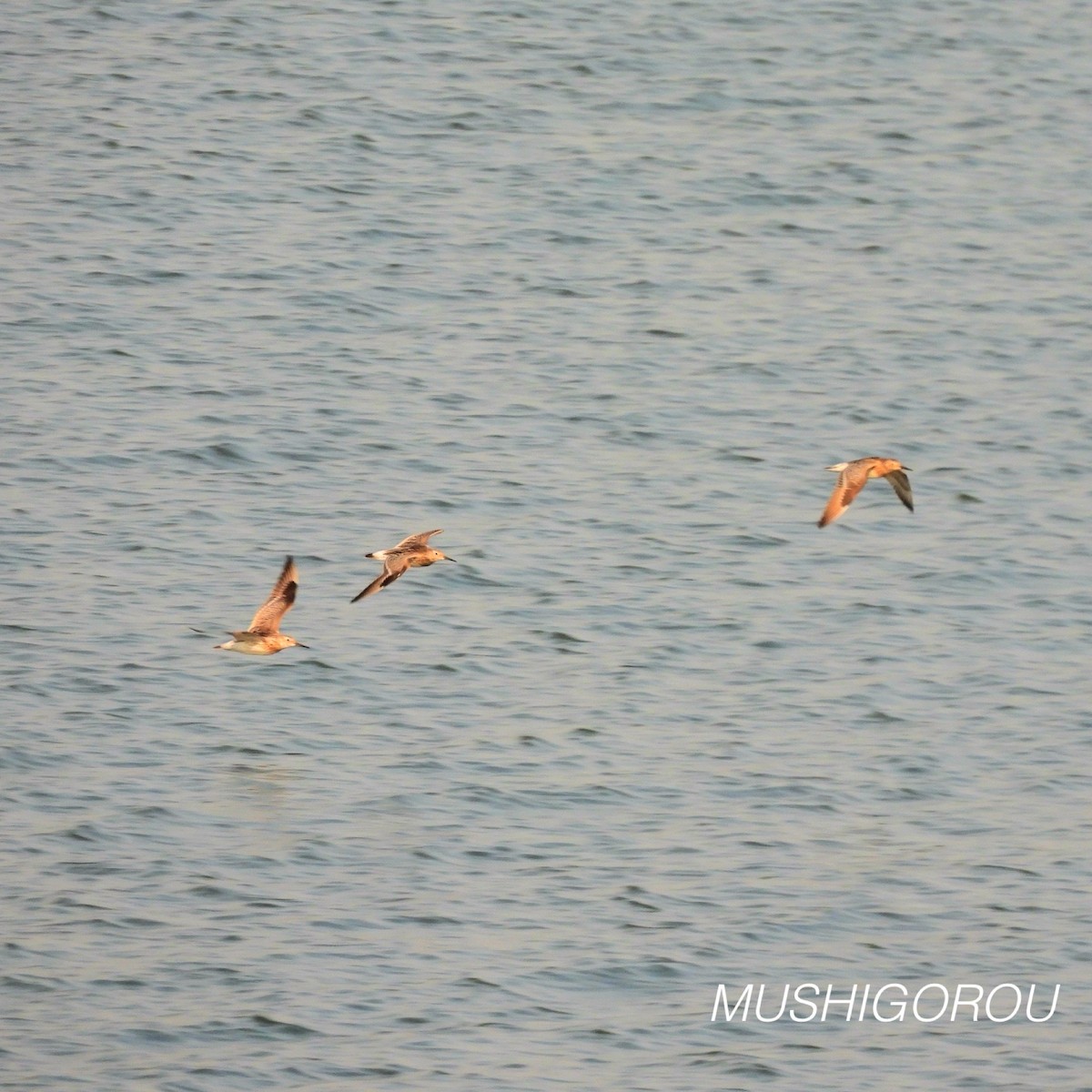 Great Knot - ML623292345