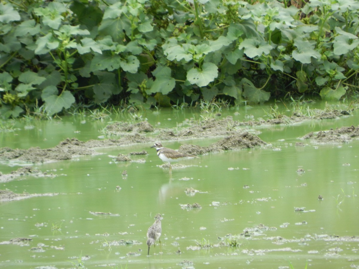 Stilt Sandpiper - ML623292400