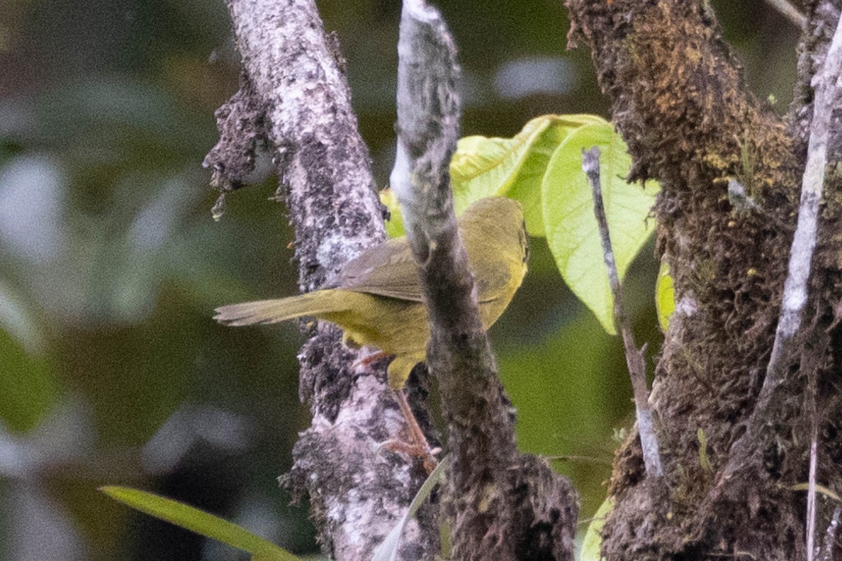 Olive-crowned Yellowthroat - ML623292410