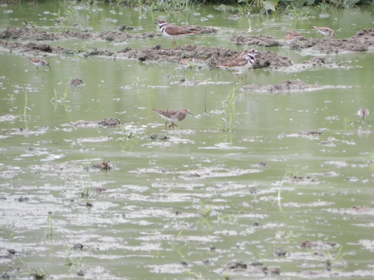 Pectoral Sandpiper - ML623292445