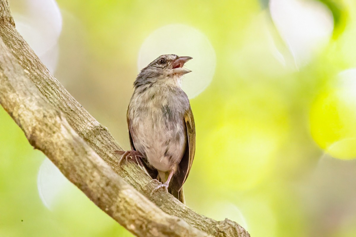 Green-backed Sparrow - ML623292460