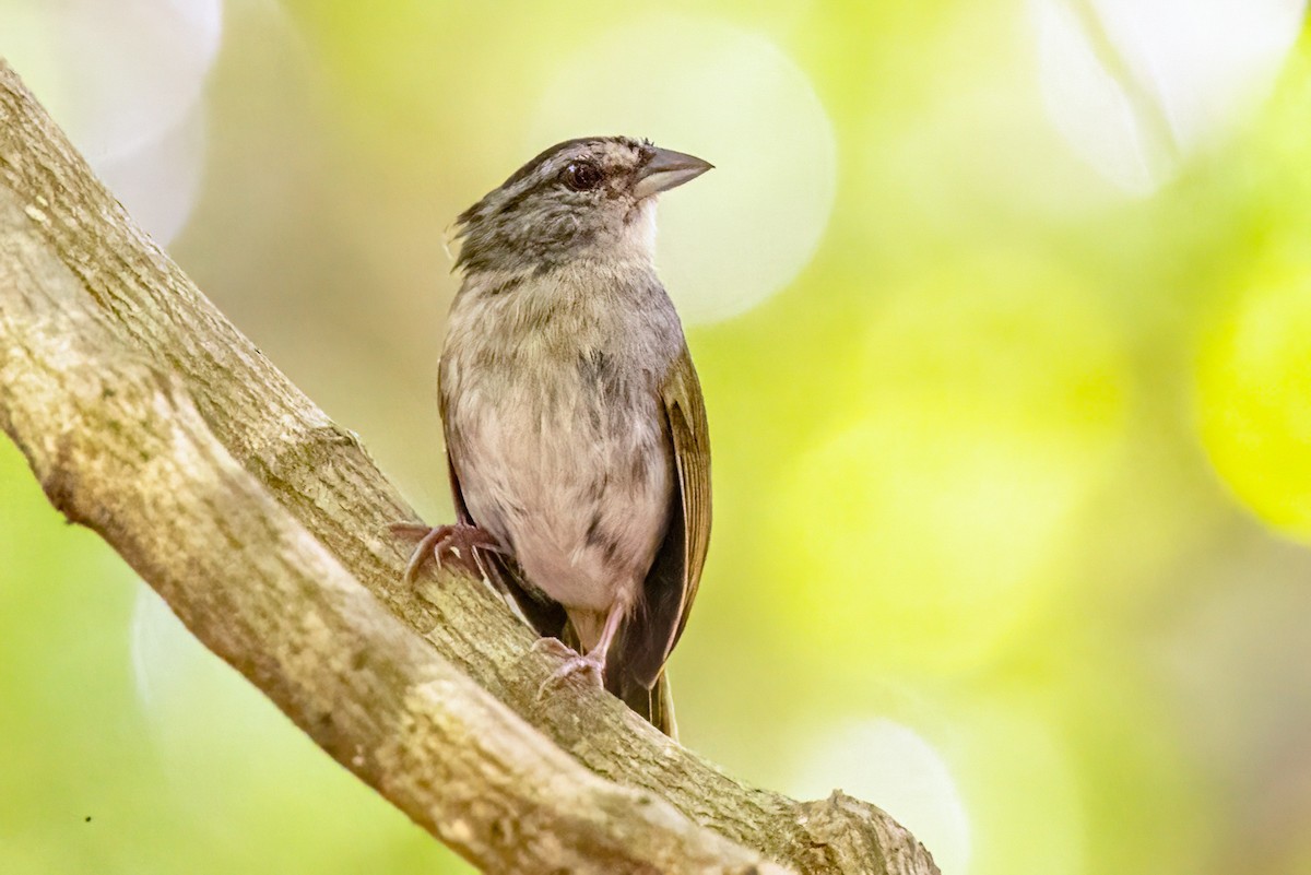 Green-backed Sparrow - ML623292463