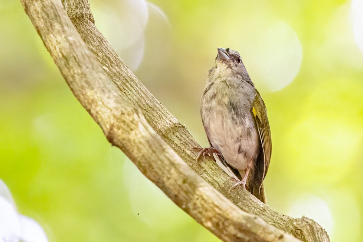 Green-backed Sparrow - ML623292465