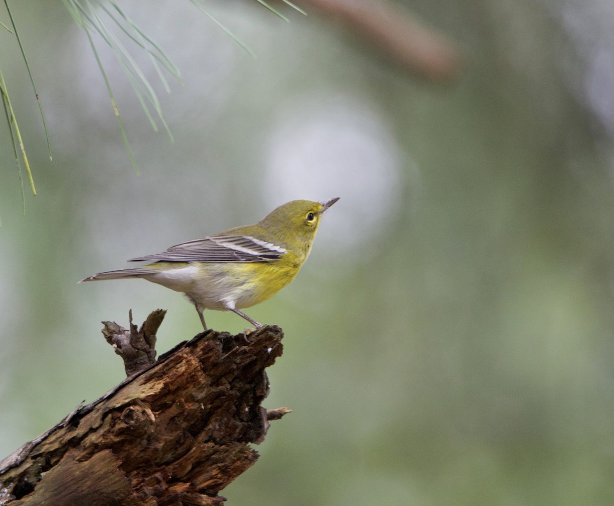 Pine Warbler - ML623292468