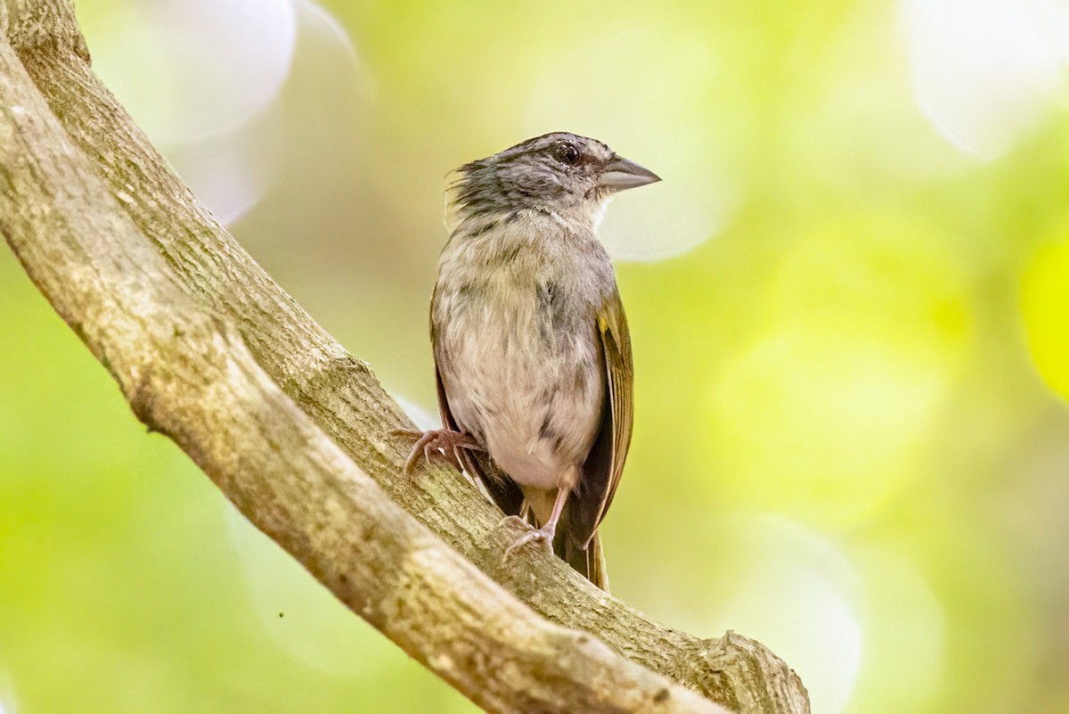 Green-backed Sparrow - ML623292469